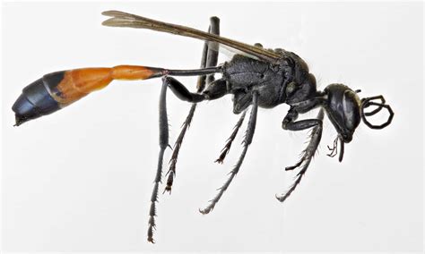 Il Sottile Insetto Detto Anche Scorpione D'acqua 1