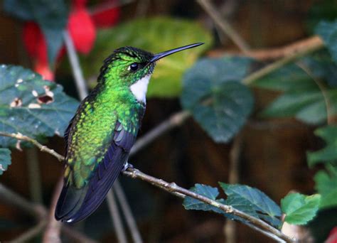 White Throated Hummingbird Leucochloris Albicollis Photo Call And Song