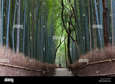 path  bamboo forest kyoto japan stock photo alamy
