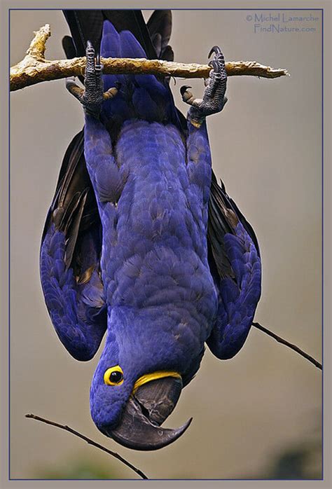 Purple Hyacinth Macaw