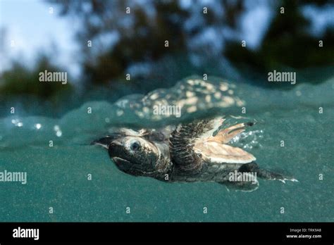 Hawksbill Hatchling Hi Res Stock Photography And Images Alamy