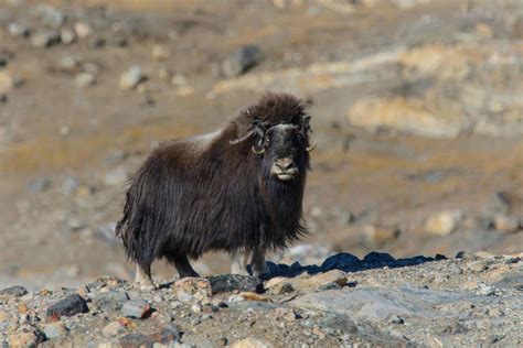 The Himalayan Tahr Masters Of Adaptation In The High Altitudes