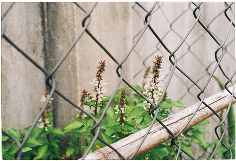 Simple chain link fence in yard · Free Stock Photo