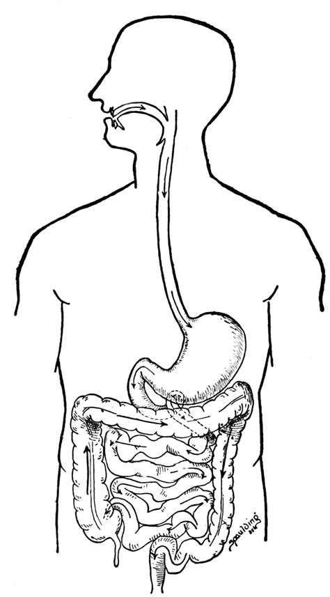 Unlabeled Diagram Of The Digestive System