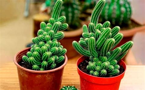 10 Plantas pequeñas Especies que embellecerán tu hogar