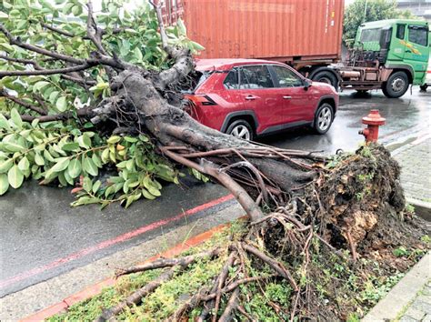 軒嵐諾颱風逼近》桃園災害應變3級開設 風強路樹倒 生活 自由時報電子報