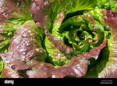 Red Iceberg Salad Lettuce Growing In A Raised Bed At The Rhs Wisley