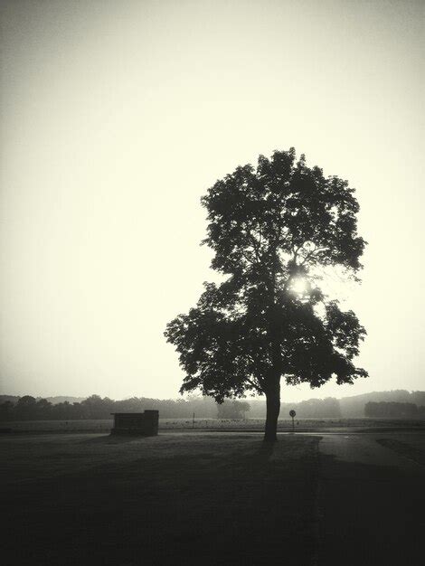 Premium Photo Bare Trees On Grassy Field Against Sky