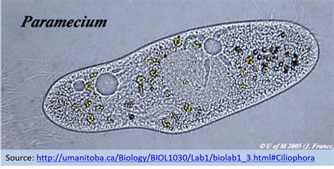 Paramecium Diagram | Quizlet