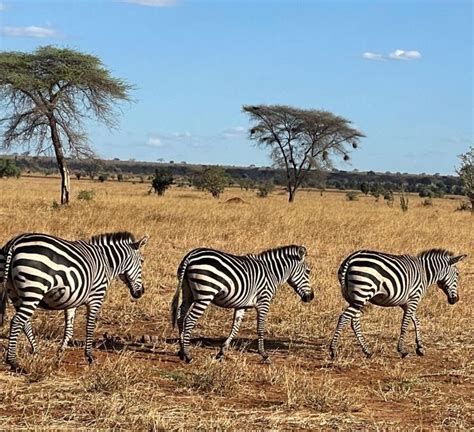 Excursión de un día al Parque Nacional de Tarangire hogar del elefante