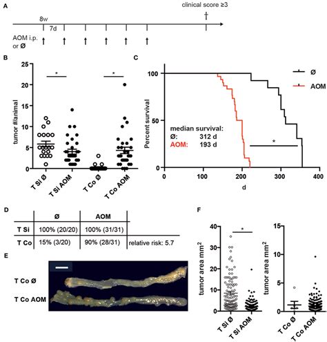 Increased Incidence And Number Of Colon Tumors In AOM Treated