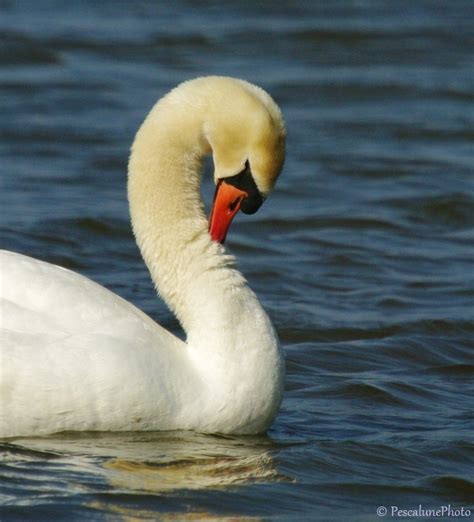 Pescalune Photo Cygne tuberculé Mute swan