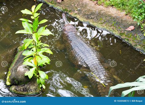 Indian Gharial stock photo. Image of crocodile, natural - 102058872