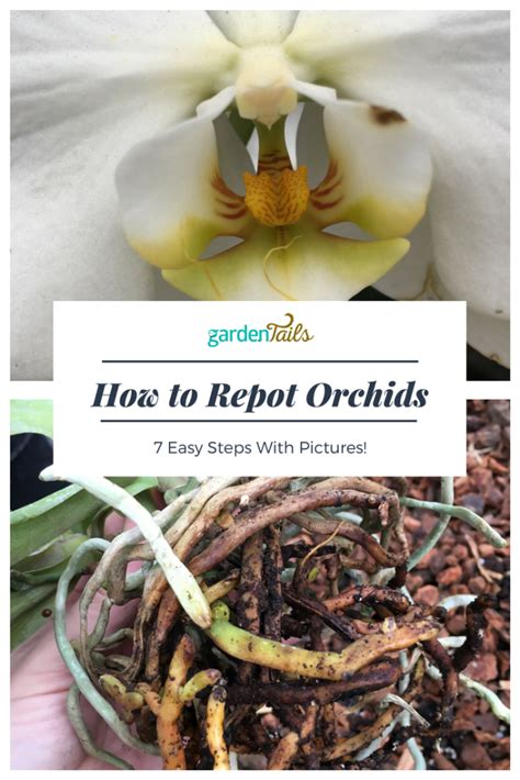 Orchids 102: repotting to keep them happy - GardenTails