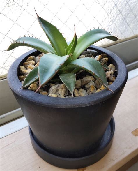 Agave Ghiesbreghtii Purpusorum