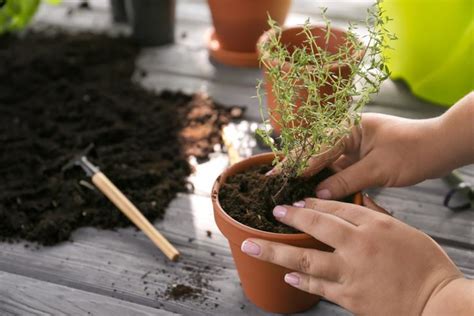 Cómo Plantar Tomillo Paso A Paso Guía Fácil