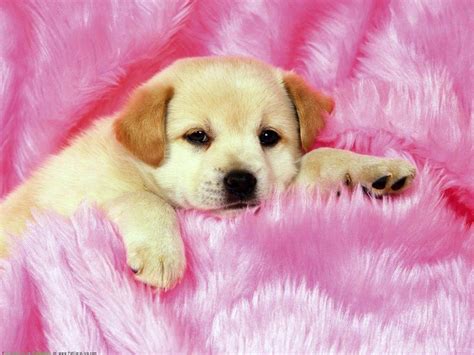 Cute Puppies Sleeping Wallpaper