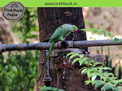 Bird watching at Ranthambore