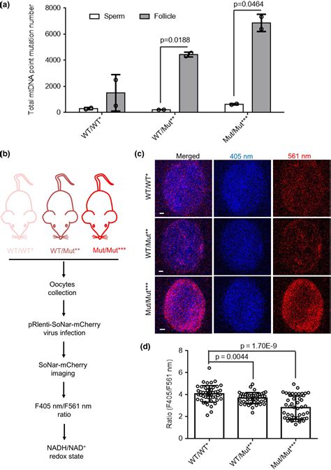 Mitochondrial Dna Mutation Exacerbates Female Reproductive Aging Via Impairment Of The Nadh Nad