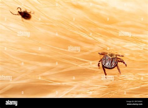 Ticks On Dog Hair Ticks Sucking Dog Blood Dangerous Insect Mite