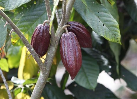 Colombia Obtuvo Producción Récord De Cacao En 2016