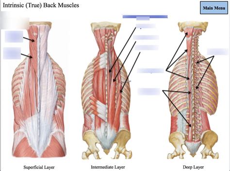 Cardio Block Anatomy Intrinsic Back Muscles Diagram Quizlet