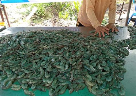 Budidaya Udang Vaname Air Tawar Mudah Dan Menguntungkan