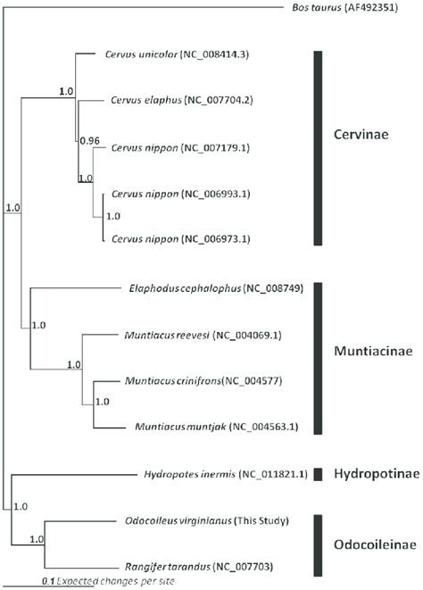 Mitochondrial Phylogeny Majority Rule Consensus Phylogenetic Tree For