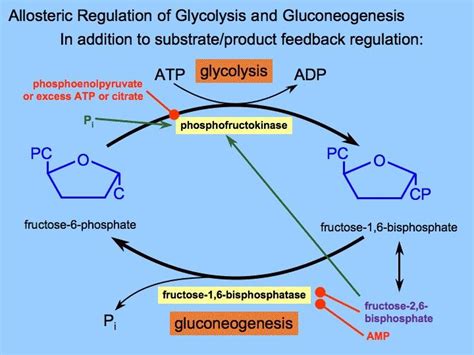 Allosteric Regulation Of Glycolysis And Gluconeogenesis Fructose 2