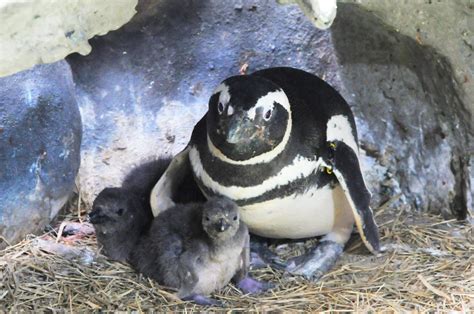 Cinco Pinguins Nascem Na Sabina Em Santo Andr Veja O V Deo Abc Em Off