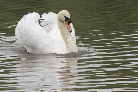 A White Swan with Ruffled Feathers Stock Image - Image of southampton ...