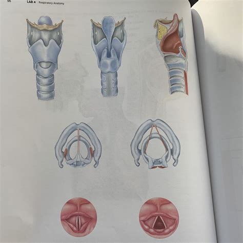 ANP140 Anatomy Of Larynx And Action Of Intrinsic Laryngeal Muscles On