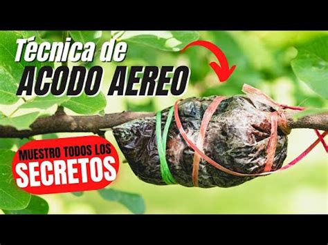 COMO HACER UN ACODO AÉREO Taller de Bonsai EXPLICACIÓN COMPLETÍSIMA