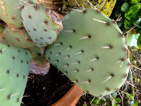 Fondo De La Textura Del Cactus Foto De Archivo Imagen De Cubo