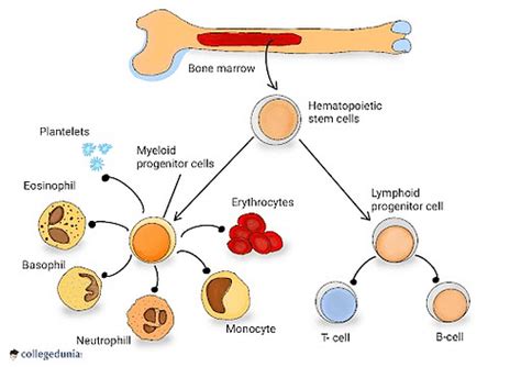 Bone Marrow Types Functions Diseases And Transplant