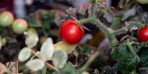 NASA astronauts finally find tomato that was ‘lost in space’ for months ...