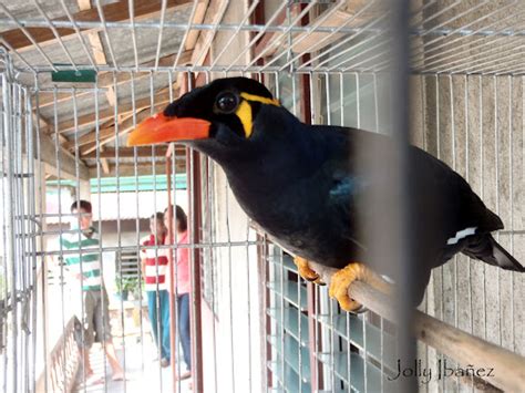 Palawan Hill Mynah Project Noah