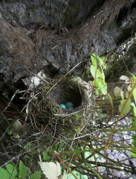 Hermit Thrush Nest – Sitka Nature