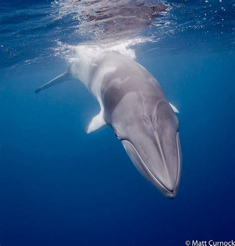 Dwarf Minke Whale | Minke whale, Whale, Animals