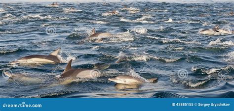 Group Of Dolphins Swimming In The Ocean Stock Image Image Of Fast