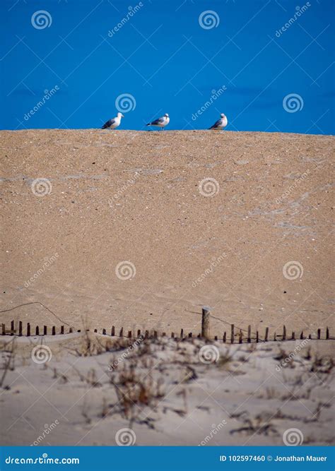 Three Gulls On A Dune Stock Photo Image Of Gulls Wildlife 102597460