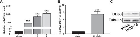 Figure 1 From Microvesicle Containing MiRNA 153 3p Induces The