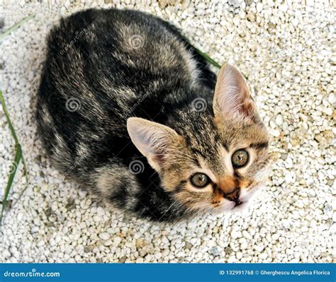 Gatinho Listrado Cinzento Que Olha Acima No Cascalho Foto De Stock