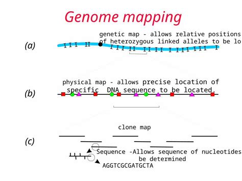 (PPT) Genome mapping. Techniques Used in the Human Genome Project 1 ...