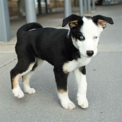 Beagle Husky Mix For Sale | PETSIDI