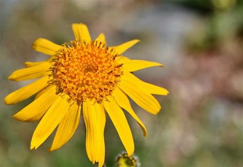 Arnica Ilay Mpiara Miasa Aminny Hoditra Gardening On