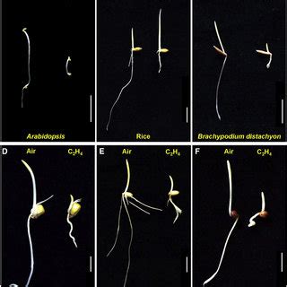(PDF) Ethylene Signaling in Rice and Arabidopsis: Conserved and ... 