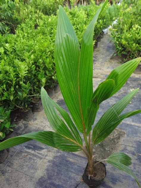 Full Sun Exposure Green Gangabardhan Dwarf Coconut Plant For Fruits