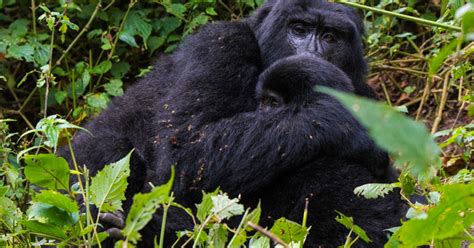 Tage Gorilla Trekking Und Wildtierbeobachtungs Safari Getyourguide