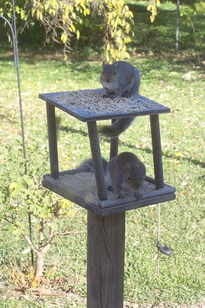 Feeding Squirrels | ThriftyFun